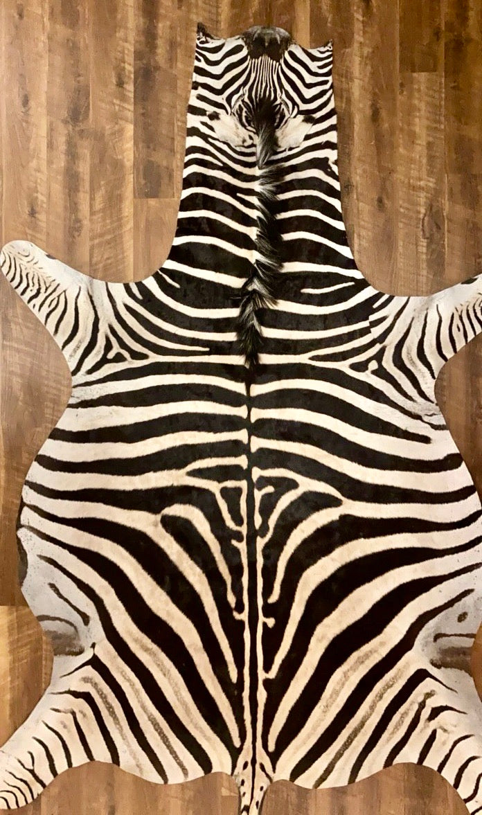 AA Grade Zebra Hide Rug [AA601]