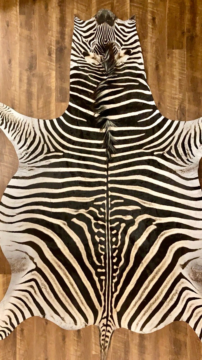 A Grade Zebra Hide Rug [A53]